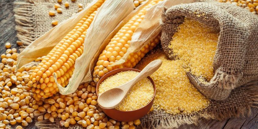 Corn groats and seeds, corncobs on wooden rustic table. Selective focus